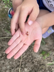 【食育・大根の種まき】９月２７日(金)  お写真日記