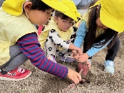 【食育・さつまいも掘り】１０月２１日（月）お写真日記