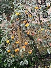 【食育・かきの実】１０月２３日（水）お写真日記